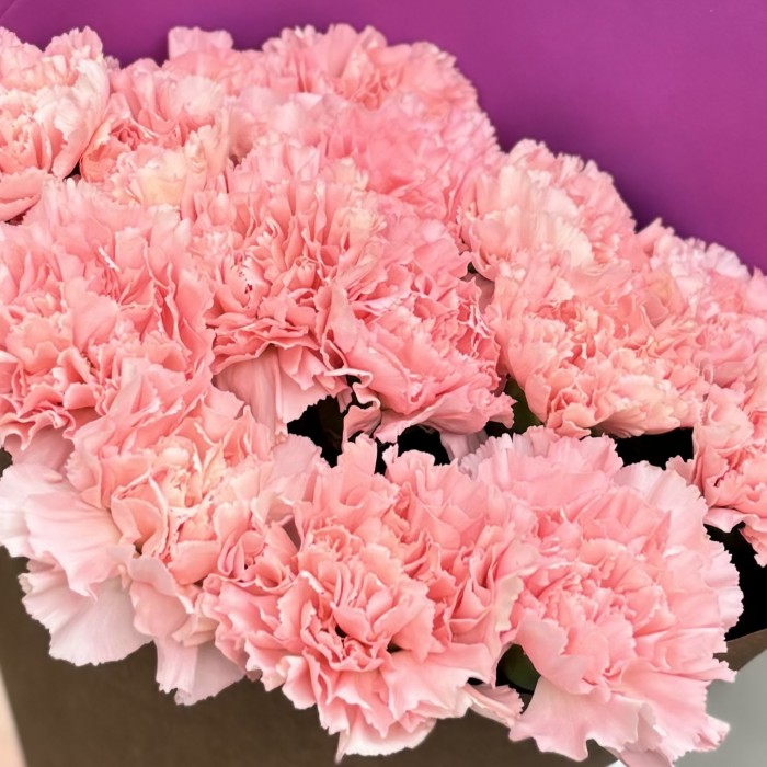 15 светло-розовых гвоздик