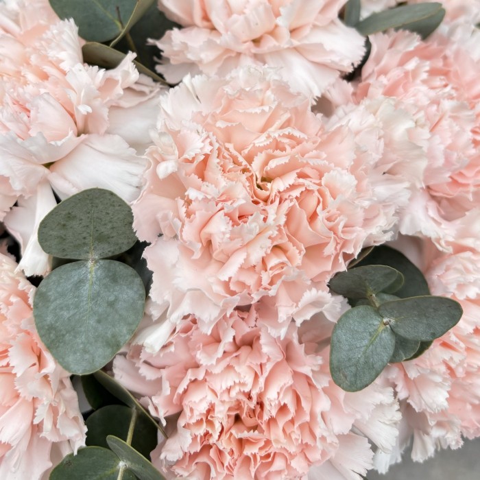 15 светло-розовых гвоздик с эвкалиптом в коробке