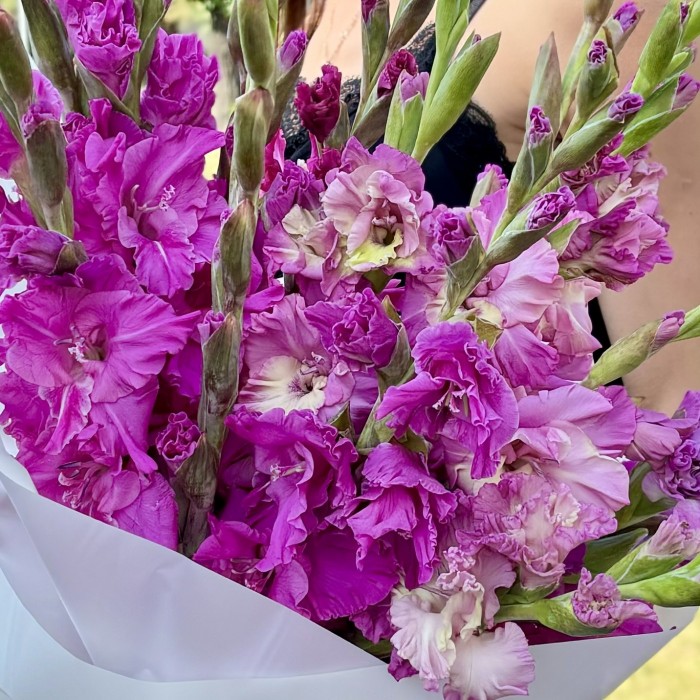 15 фиолетовых гладиолусов