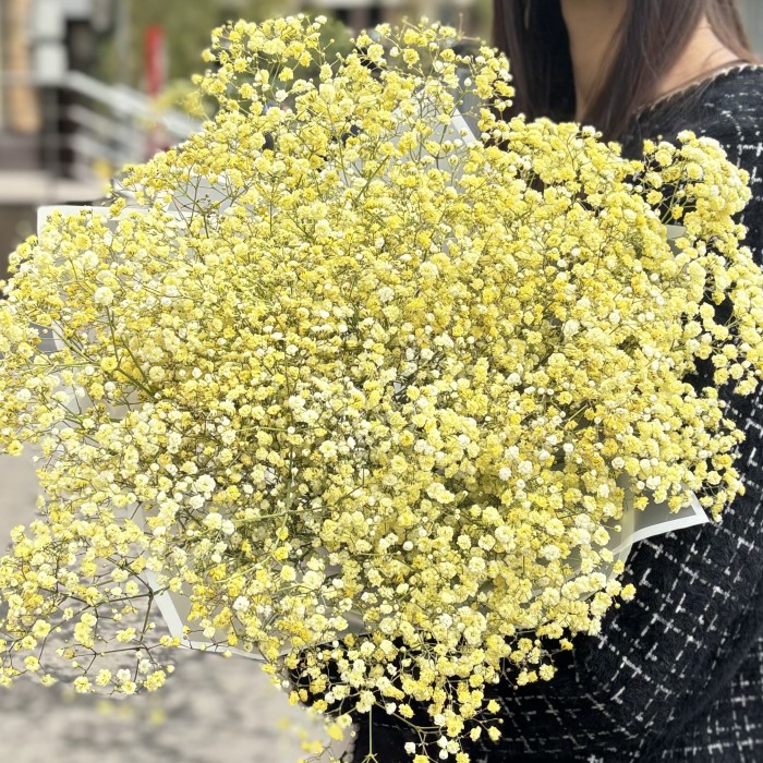 15 желтых гипсофил в упаковке