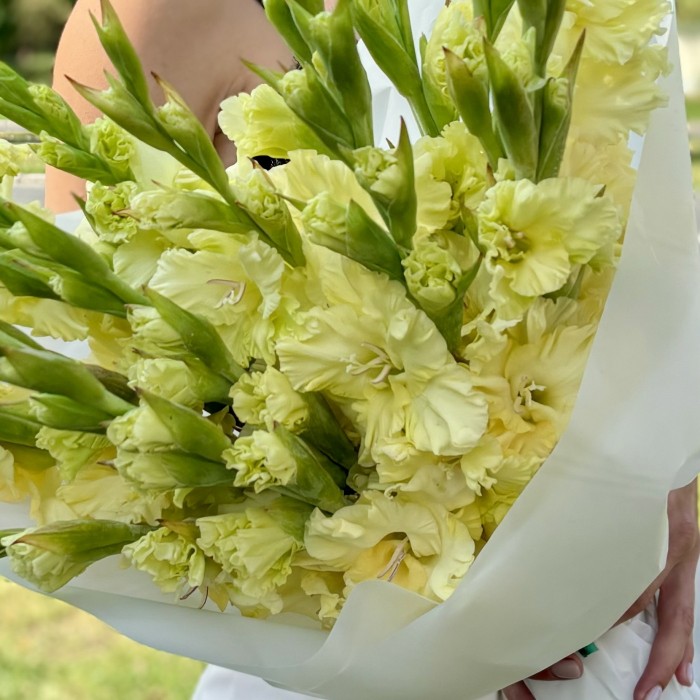 15 желтых гладиолусов в упаковке