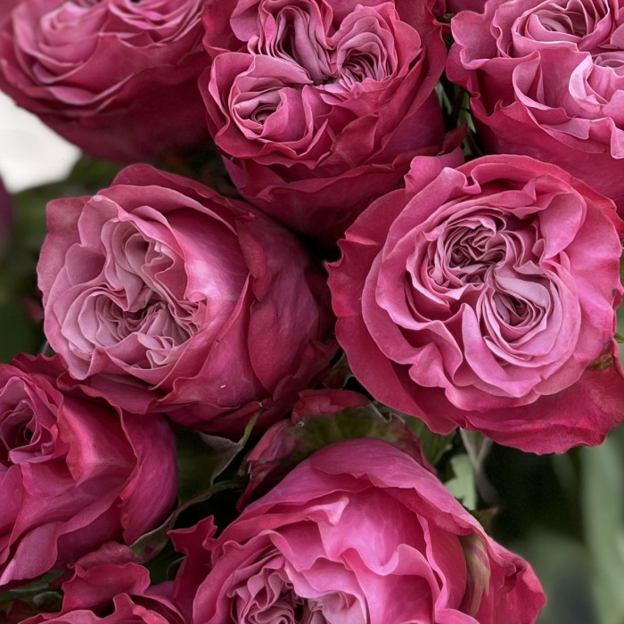 11 пионовидных сиреневых роз Кантри блюз 70 см