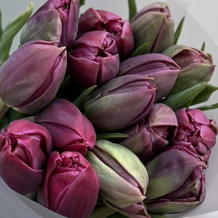 15 пионовидных тюльпанов Дабл Принцесс