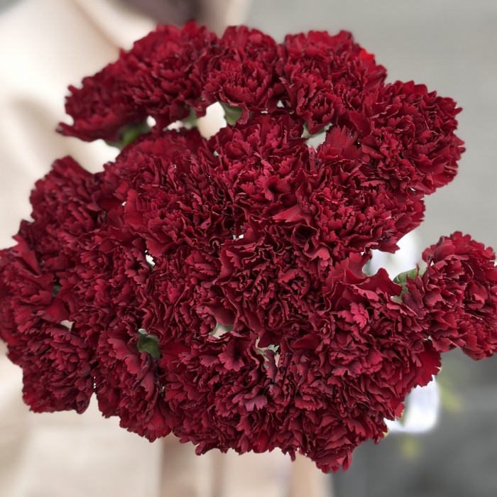 20 бордовых гвоздик