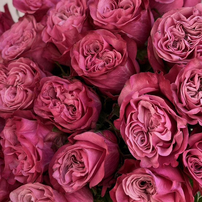 25 пионовидных сиреневых роз сорта Кантри Блюз 60 см