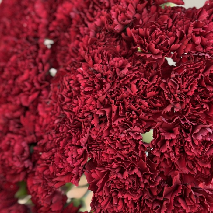 40 бордовых гвоздик