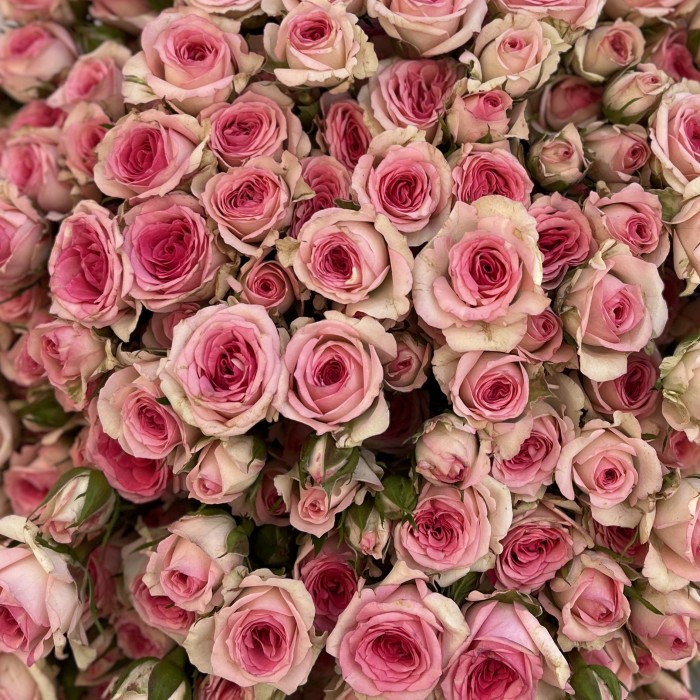 51 кустовая Роза Тралала 40 см