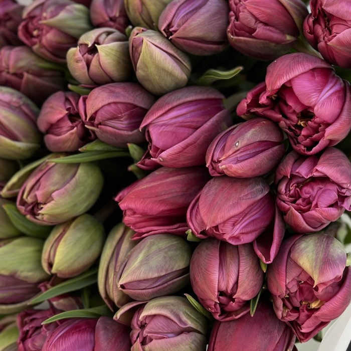 51 пионовидный тюльпан Дабл Принцесс