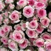 Кустовая Роза Тралала 40 см