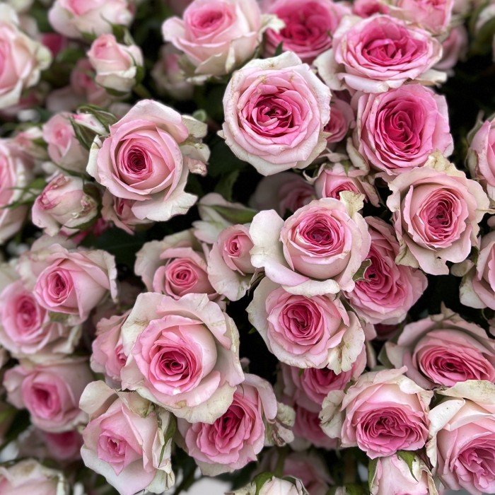 Кустовая Роза Тралала 40 см