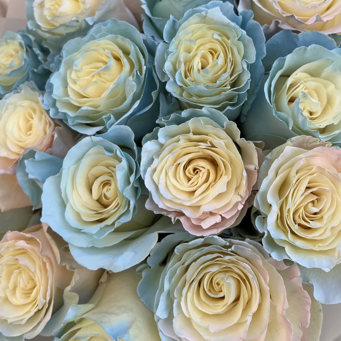 Нежный букет из 15 радужных роз