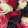 Романтичный букет из 15 радужных роз