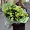 15 махровых зеленых эустом
