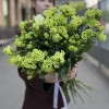 Эустома махровая зеленая