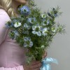 25 синих нигелл