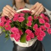 15 кустовых малиновых роз Глория в корзине