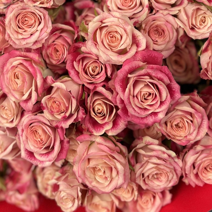 25 кустовых роз Флиндерс Лейн 40 см