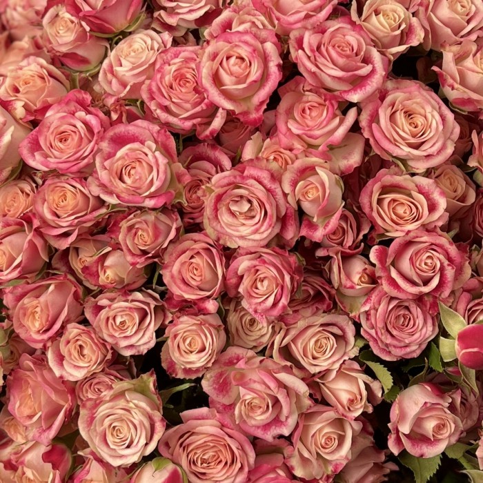 51 кустовая Роза Флиндерс Лейн 40 см