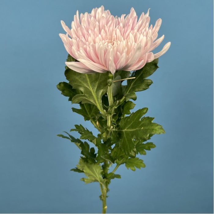 Хризантема Сиреневая Резюме