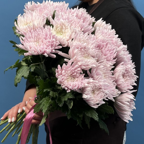 Хризантема Сиреневая Резюме