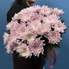 Хризантема Сиреневая Резюме