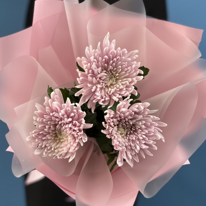 3 сиреневые хризантемы