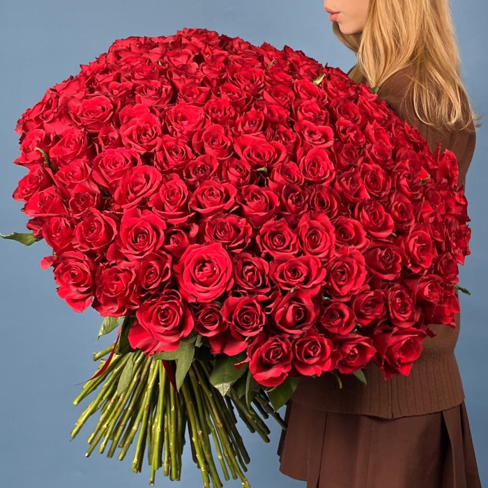 151 красная роза Эвер Ред 70 см