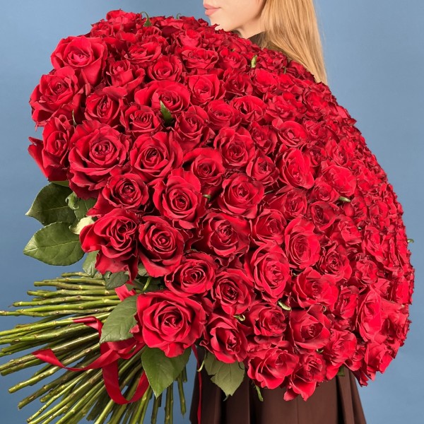 151 красная роза Эвер Ред 70 см