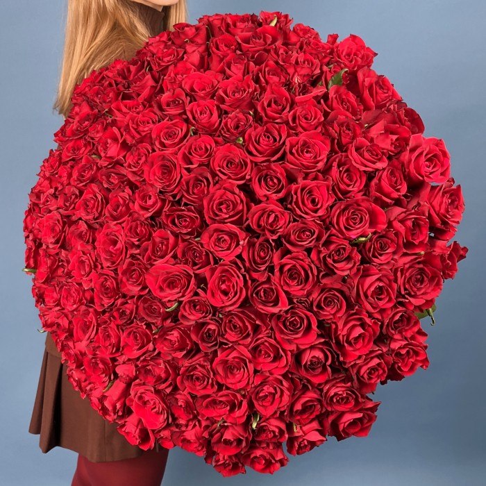 151 красная роза Эвер Ред 70 см