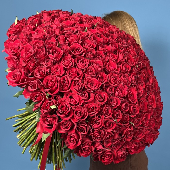 201 красная роза Эвер Ред 70 см