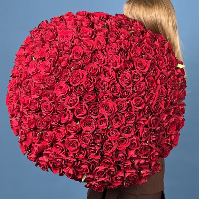 201 красная роза Эвер Ред 70 см