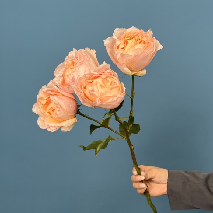 Кустовая пионовидная роза Джульетта Хани 60 см