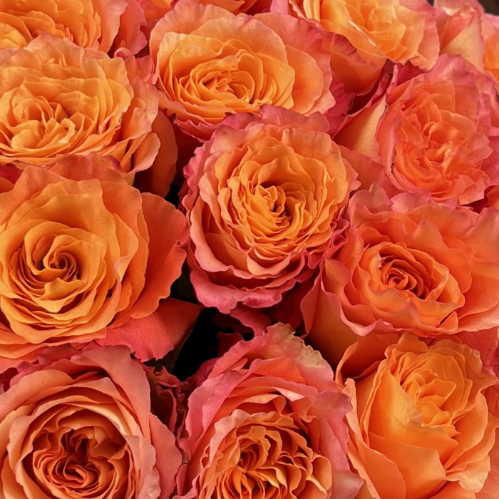 15 роз Фри Спирит 50 см