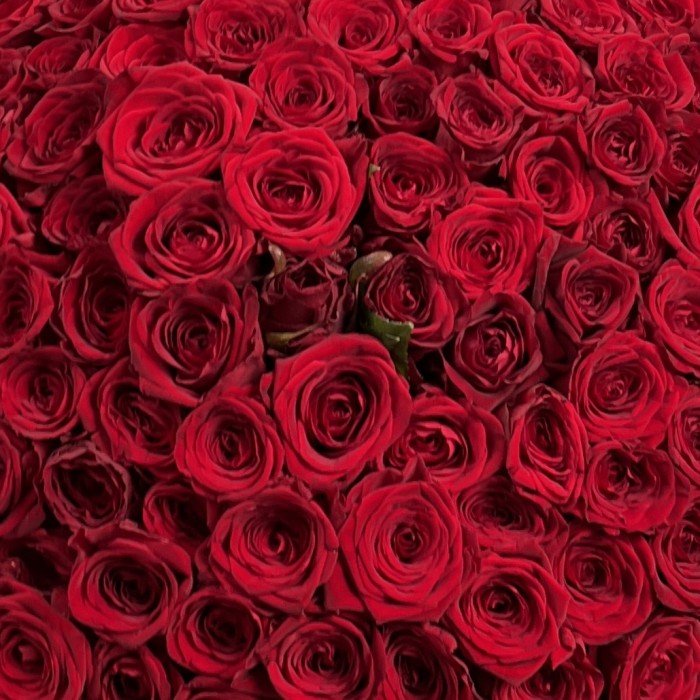 201 красная Роза ред Наоми 50 см