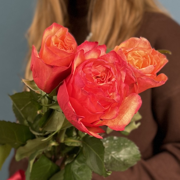 3 ярких розы Боргат 60см