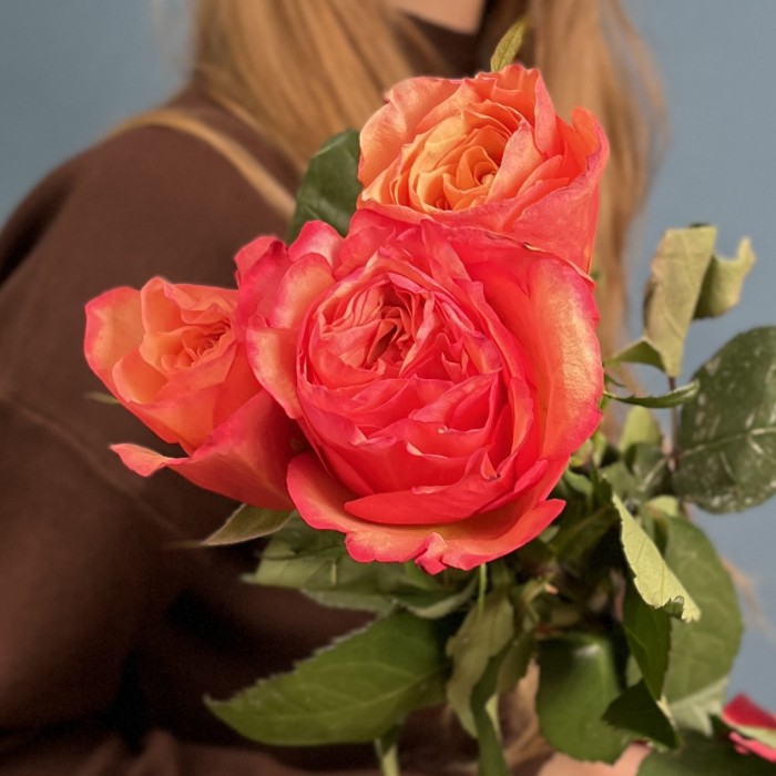 3 ярких розы Боргат 60см