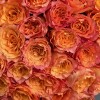 35 роз Фри Спирит 50 см