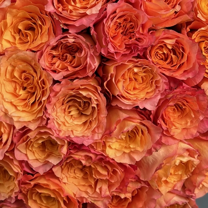 35 оранжево-розовых роз Фри Спирит 60 см