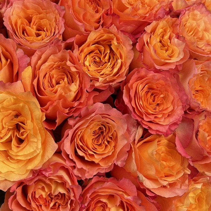 41 роза Фри Спирит 50 см