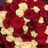 51 красная и белая Роза Моей любимой