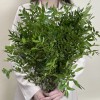 Зелень Фисташка (Писташ)
