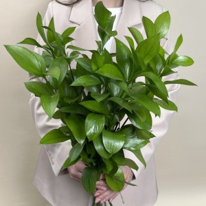 Зелень Рускус