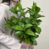 Зелень Рускус