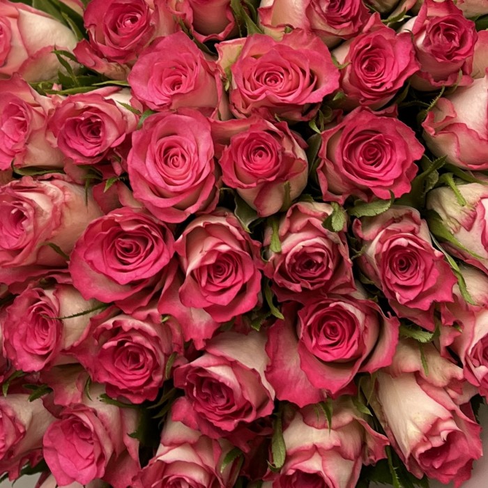 41 малиново-белая Роза Дабл Дейт