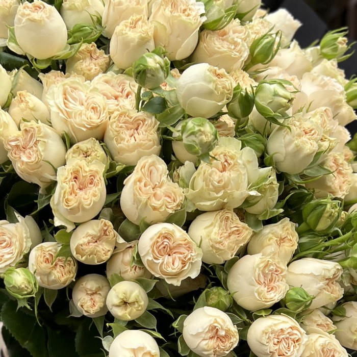 25 кустовых пионовидных роз Саммер-роз 50 см