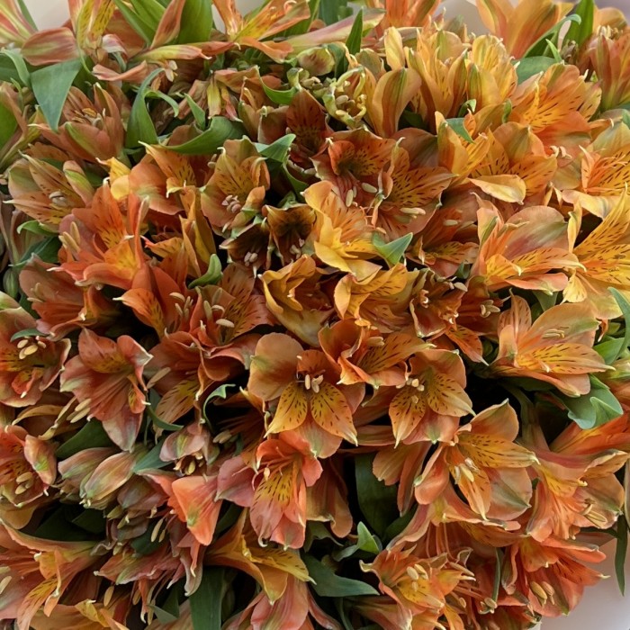 Букет из 29 оранжевых альстромерий