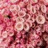 101 кустовая розовая Роза Бердс Нест 50 см