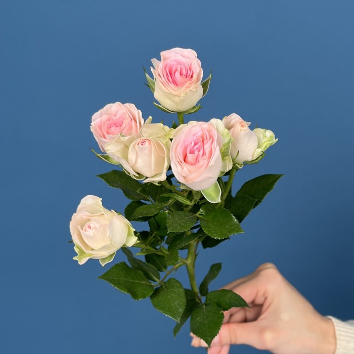 Кустовая роза Гуд Муд 40 см