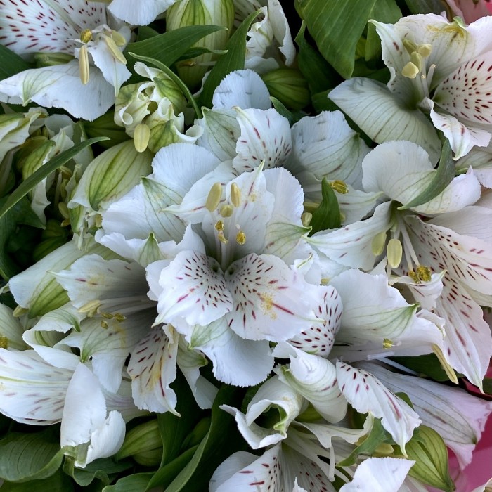 Букет нежных альстромерий