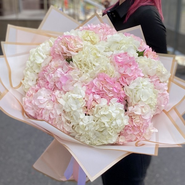 17 розовых и белых гортензий